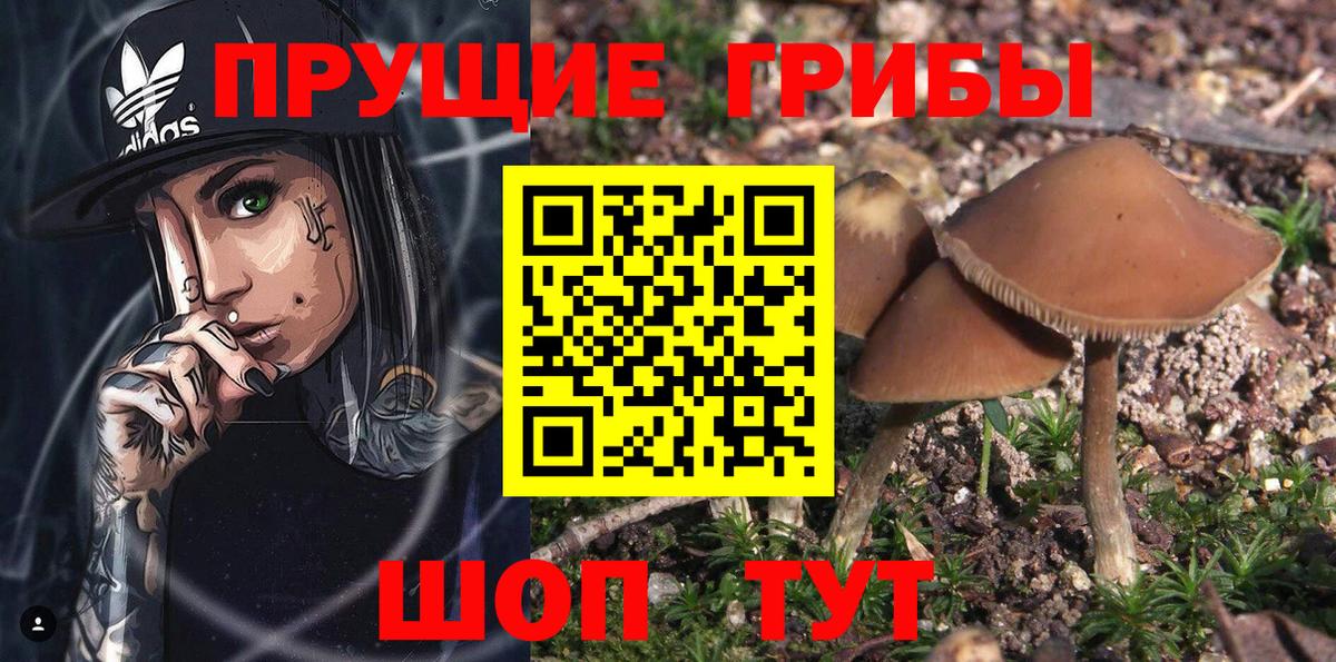 Минеральные Воды  Галлюциногенные грибы Cubensis  Вход с VPN 